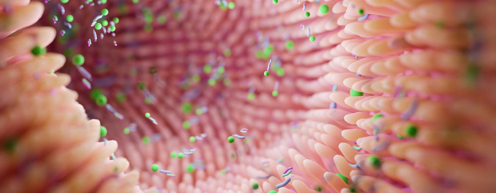 Probiotika für Ihre Darmflora: So geben Sie Ihrem Darm neue Lebenskraft