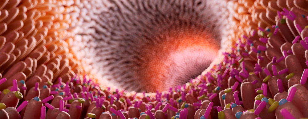 Darmbakterien als Rückgrat des Immunsystems