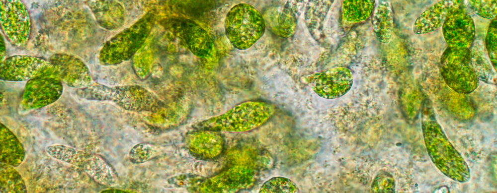 Die erstaunlichen Vorteile von Plankton